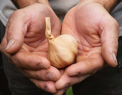 Hands holding garlic bulbs